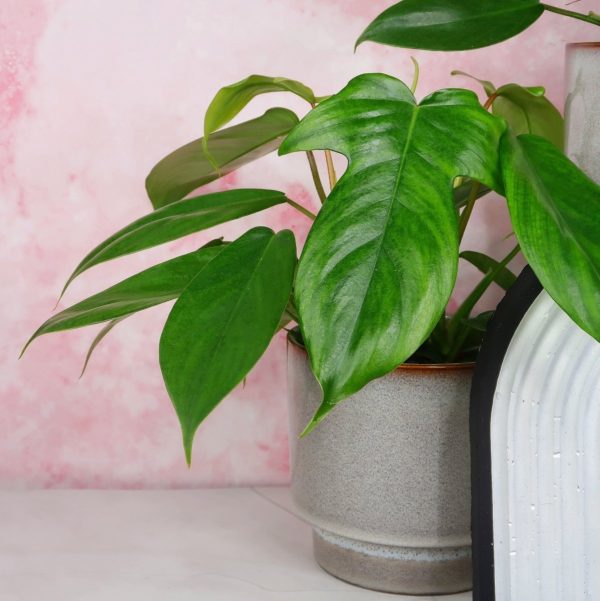 PHILODENDRON FLORIDA GREEN Schn?ppchen – Bild 4