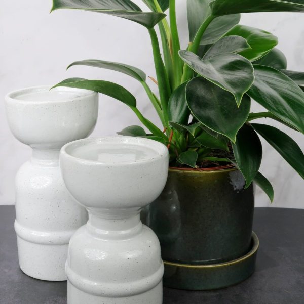 PHILODENDRON GREEN PRINCESS Jetzt online – Bild 2