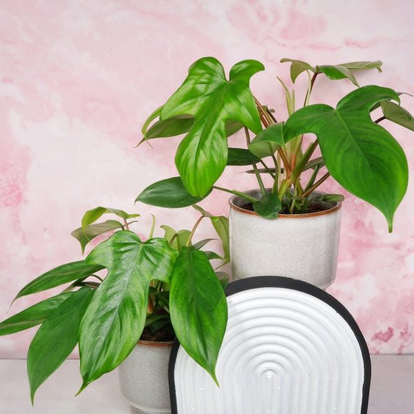 PHILODENDRON FLORIDA GREEN Schn?ppchen – Bild 2