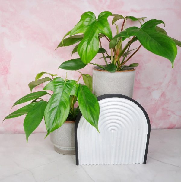 PHILODENDRON FLORIDA GREEN Schn?ppchen – Bild 3