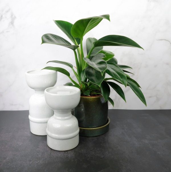PHILODENDRON GREEN PRINCESS Jetzt online