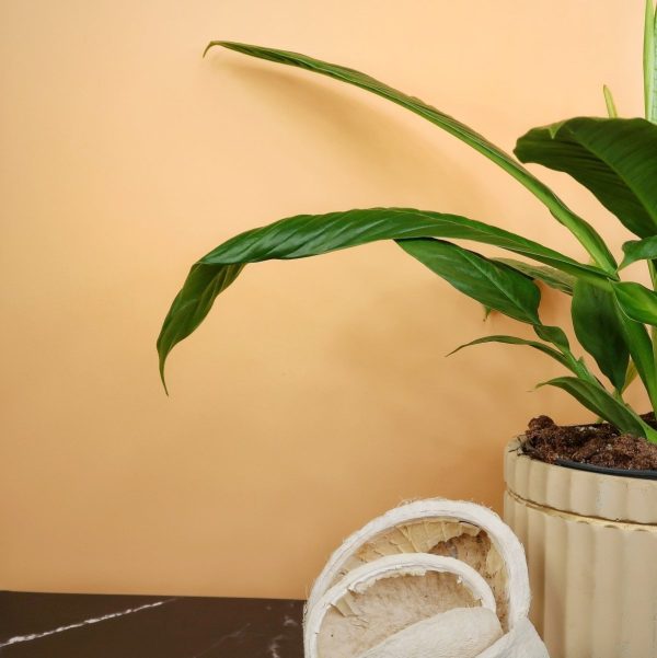 PHILODENDRON CAMPII LYNETTE Verkauf – Bild 3