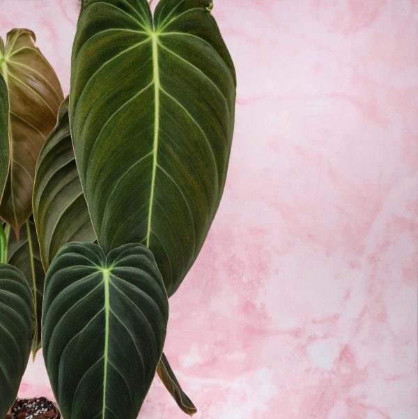 PHILODENDRON MELANOCHRYSUM Zu verkaufen – Bild 4