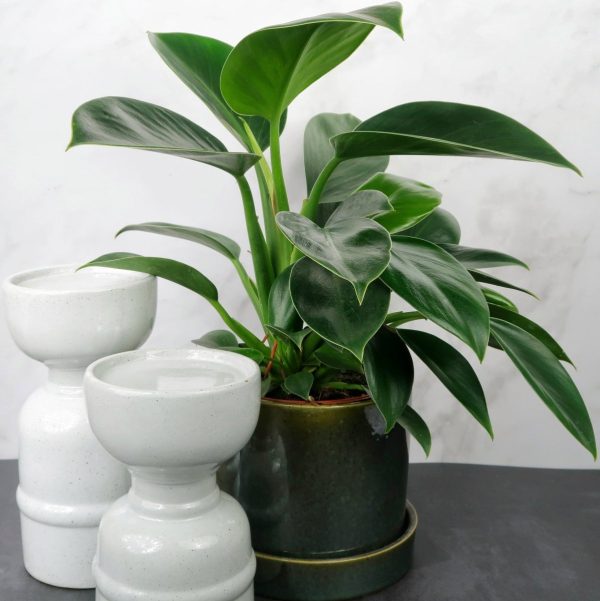 PHILODENDRON GREEN PRINCESS Jetzt online – Bild 5