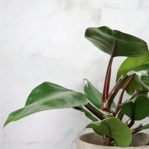 PHILODENDRON WHITE KNIGHT Angebot – Bild 3