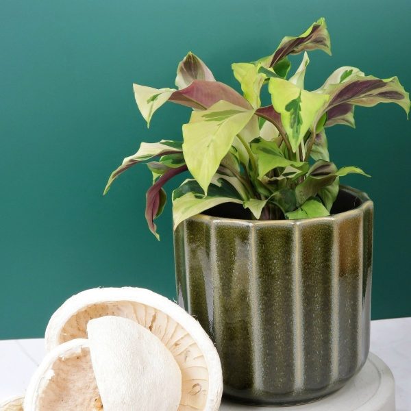 CALATHEA YELLOW FUSION Rabatt – Bild 5