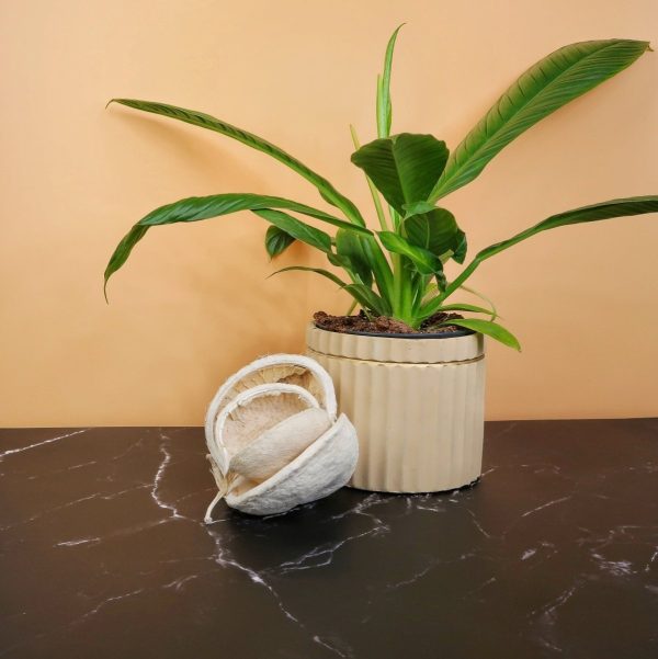 PHILODENDRON CAMPII LYNETTE Verkauf – Bild 2