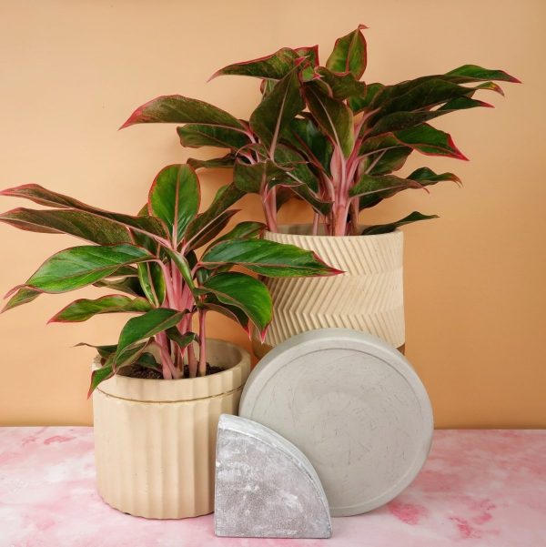 AGLAONEMA CRETE Online-Verkauf