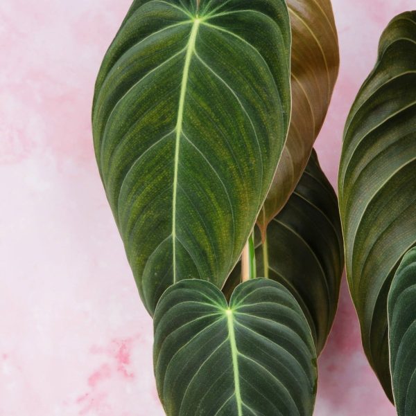 PHILODENDRON MELANOCHRYSUM Zu verkaufen – Bild 5