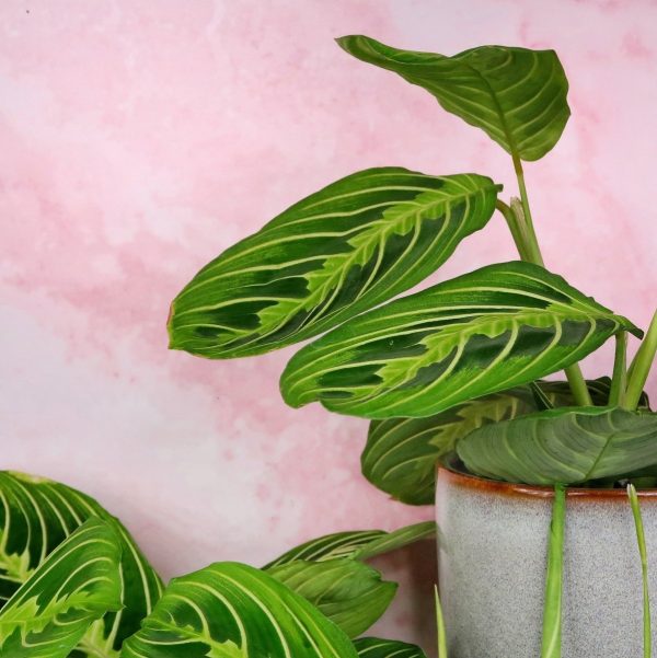 MARANTA LEUCONEURA LEMON LIME Rabatt – Bild 4