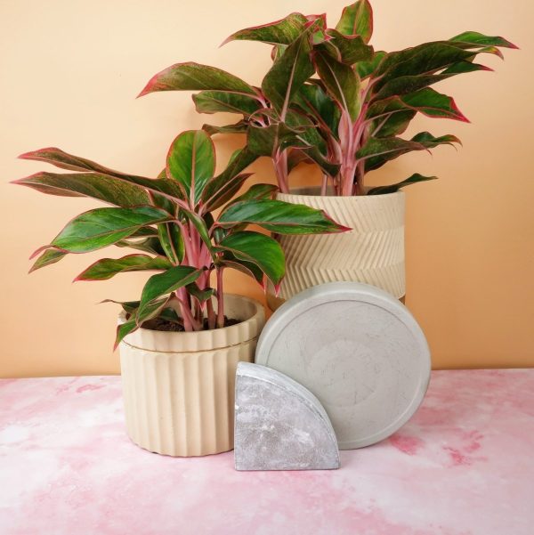 AGLAONEMA CRETE Online-Verkauf – Bild 4
