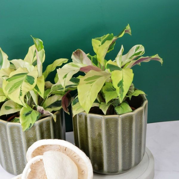 CALATHEA YELLOW FUSION Rabatt – Bild 4