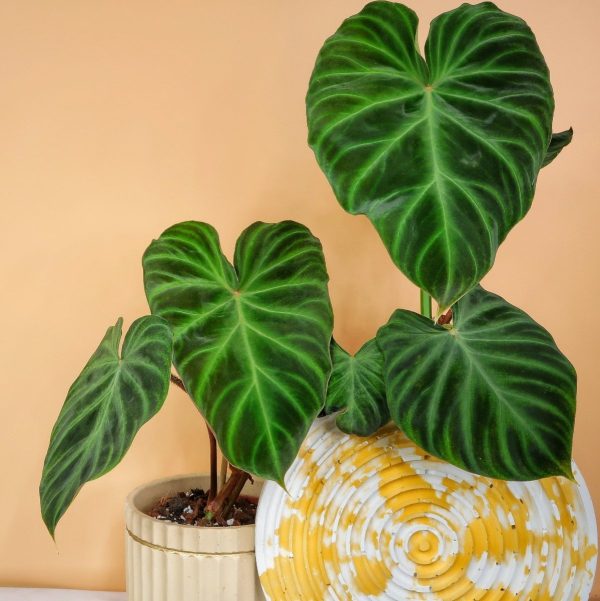PHILODENDRON VERRUCOSUM Angebot – Bild 2