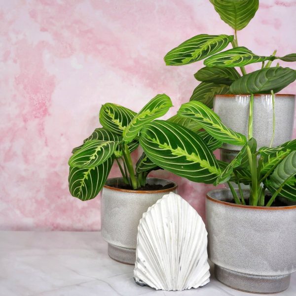 MARANTA LEUCONEURA LEMON LIME Rabatt – Bild 2
