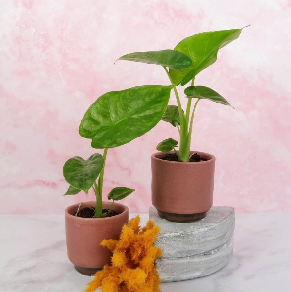 ALOCASIA MACRORRHIZA Mode – Bild 4