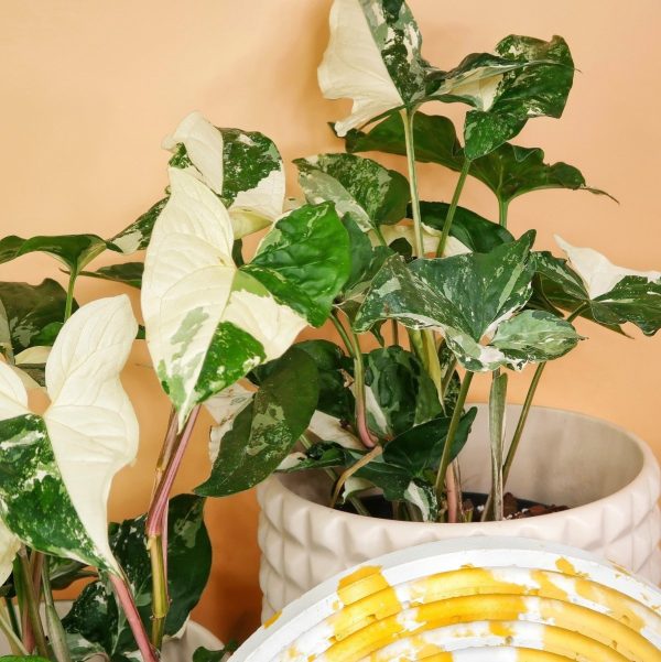 SYNGONIUM PODOPHYLLUM VARIEGATA Mode – Bild 4