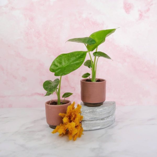 ALOCASIA MACRORRHIZA Mode