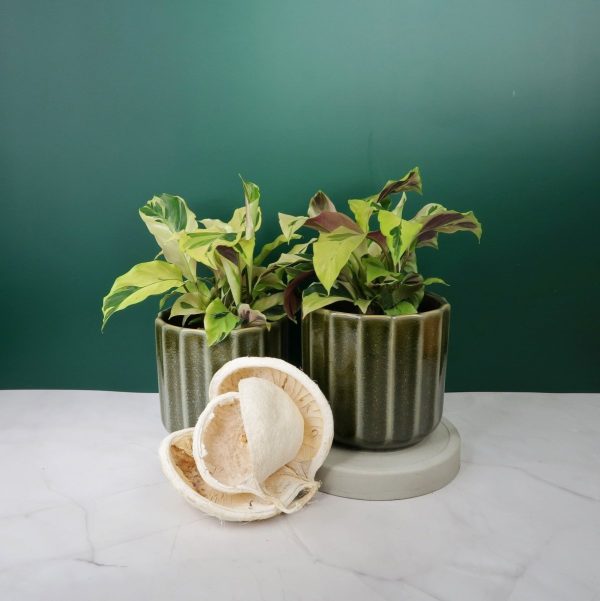 CALATHEA YELLOW FUSION Rabatt