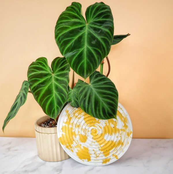 PHILODENDRON VERRUCOSUM Angebot – Bild 3