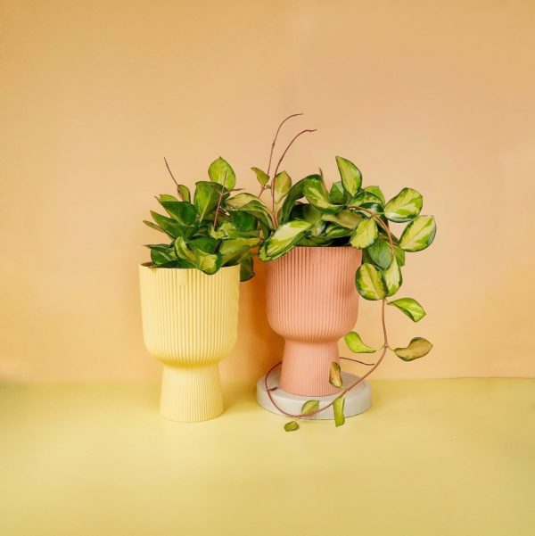 HOYA CARNOSA TRICOLOR Im Angebot