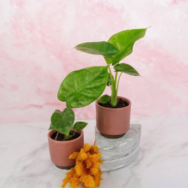 ALOCASIA MACRORRHIZA Mode – Bild 5