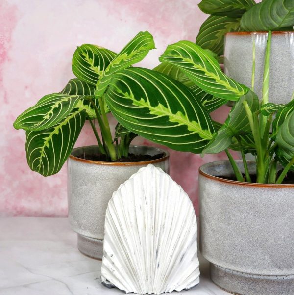 MARANTA LEUCONEURA LEMON LIME Rabatt – Bild 5