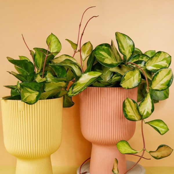 HOYA CARNOSA TRICOLOR Im Angebot – Bild 4