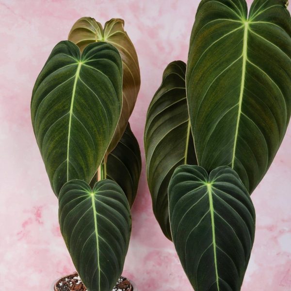 PHILODENDRON MELANOCHRYSUM Zu verkaufen – Bild 2