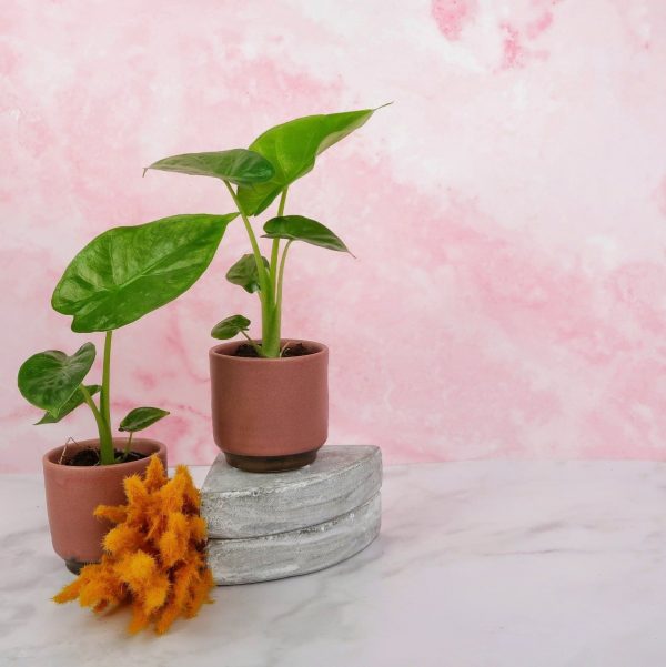 ALOCASIA MACRORRHIZA Mode – Bild 3