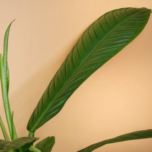 PHILODENDRON CAMPII LYNETTE Verkauf – Bild 5