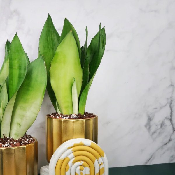 SANSEVIERIA MOONSHINE Mode – Bild 2