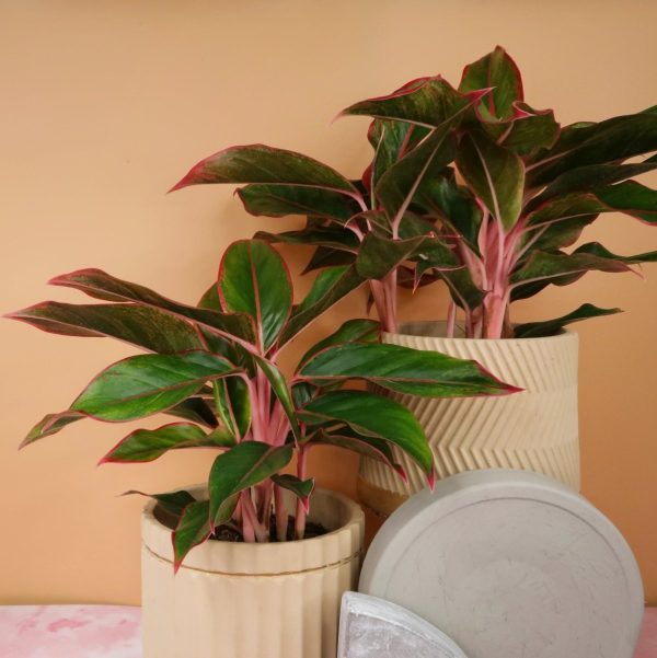AGLAONEMA CRETE Online-Verkauf – Bild 2