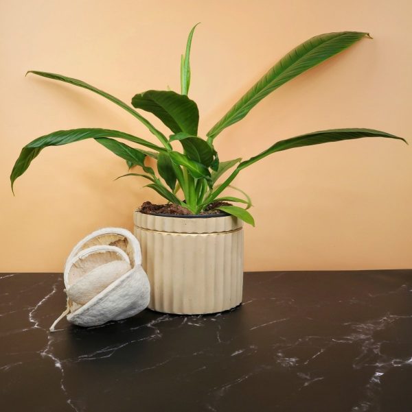 PHILODENDRON CAMPII LYNETTE Verkauf