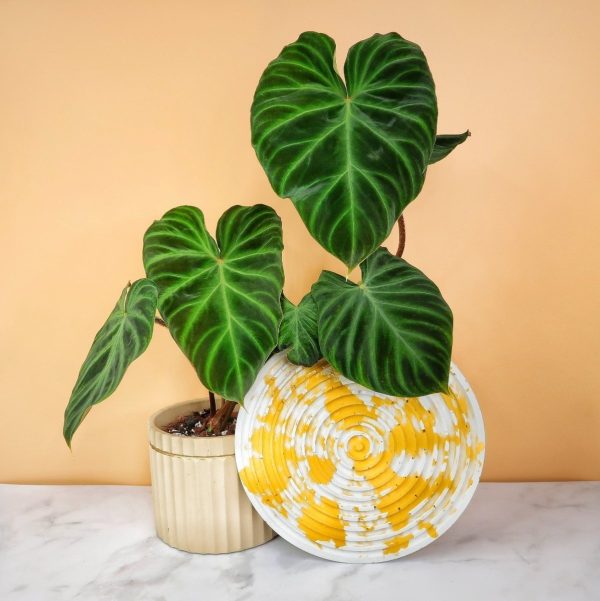 PHILODENDRON VERRUCOSUM Angebot