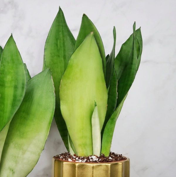 SANSEVIERIA MOONSHINE Mode – Bild 4