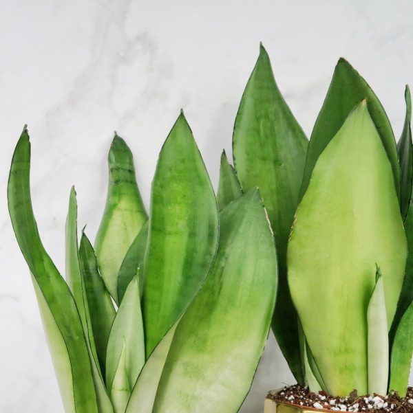 SANSEVIERIA MOONSHINE Mode – Bild 3