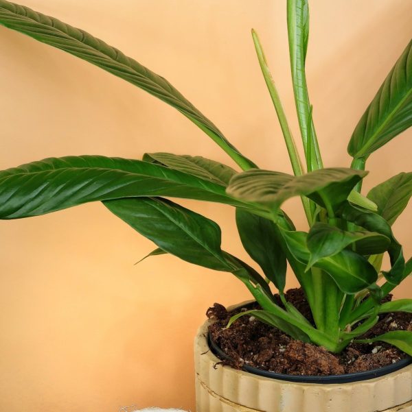 PHILODENDRON CAMPII LYNETTE Verkauf – Bild 4