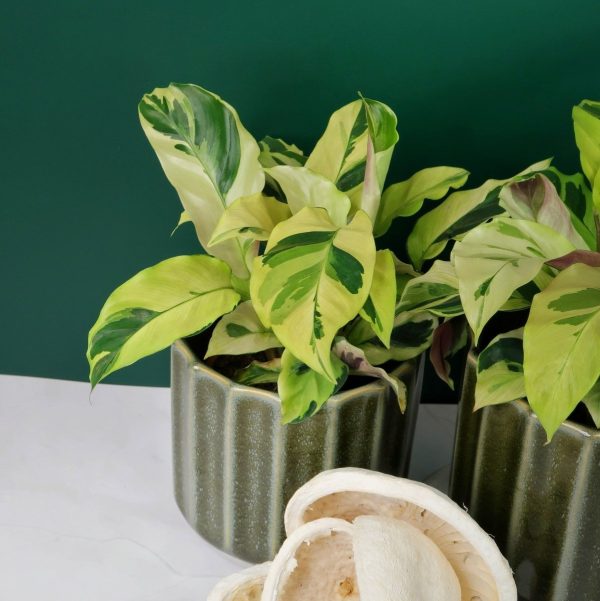 CALATHEA YELLOW FUSION Rabatt – Bild 2