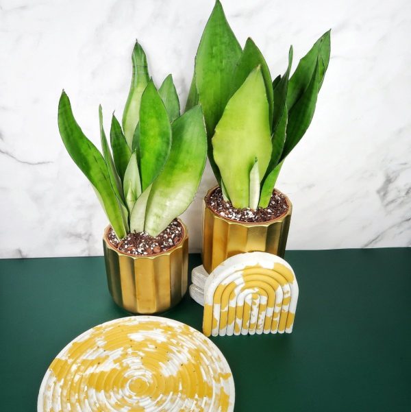 SANSEVIERIA MOONSHINE Mode – Bild 5