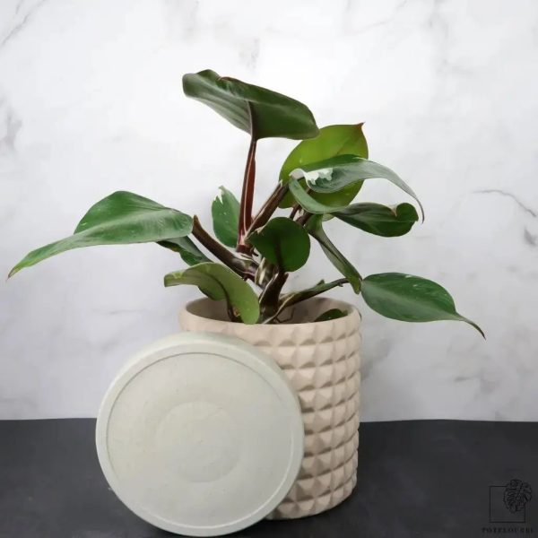 PHILODENDRON WHITE KNIGHT Angebot