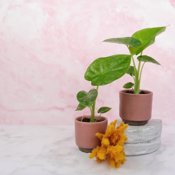 ALOCASIA MACRORRHIZA Mode – Bild 2