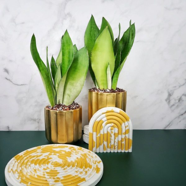 SANSEVIERIA MOONSHINE Mode