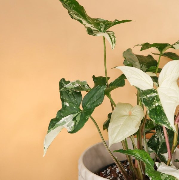 SYNGONIUM PODOPHYLLUM VARIEGATA Mode – Bild 5