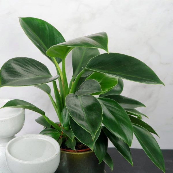 PHILODENDRON GREEN PRINCESS Jetzt online – Bild 4