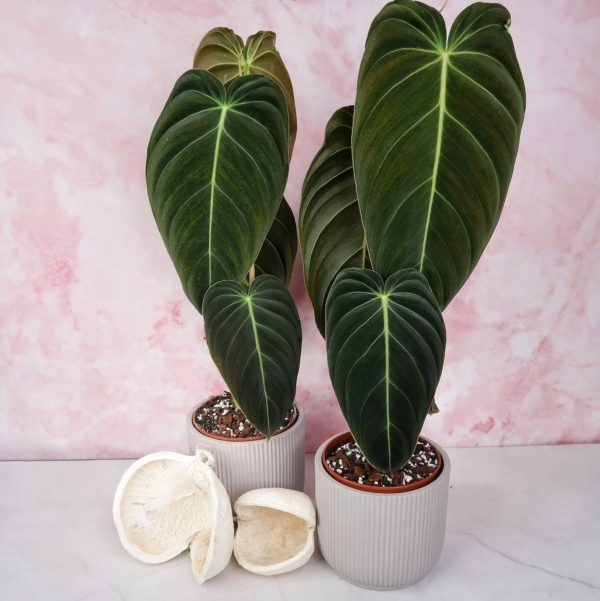 PHILODENDRON MELANOCHRYSUM Zu verkaufen