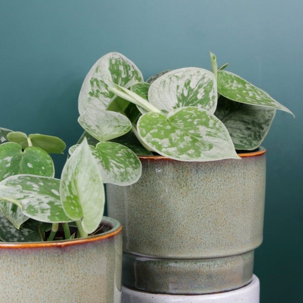 SCINDAPSUS PICTUS SILVER ANN Mode – Bild 5