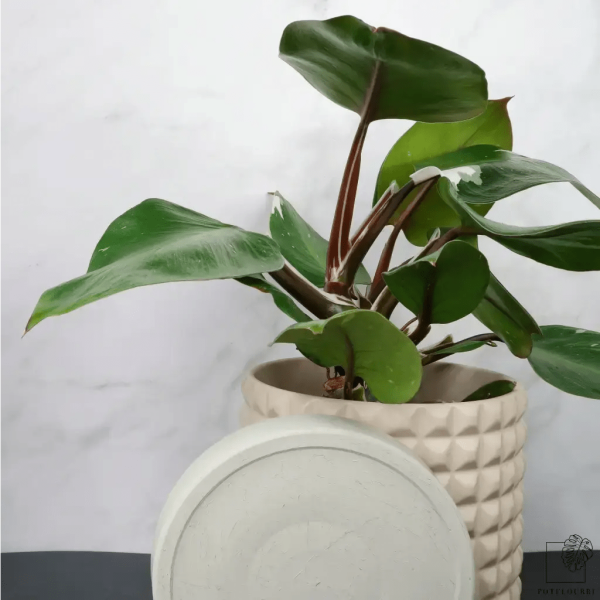PHILODENDRON WHITE KNIGHT Angebot – Bild 2