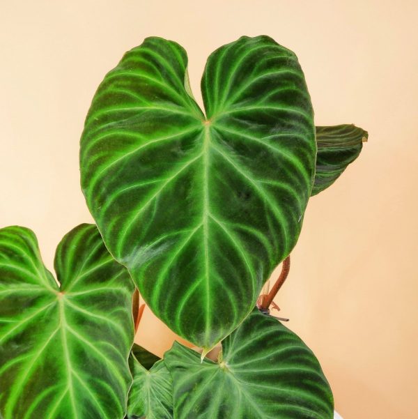 PHILODENDRON VERRUCOSUM Angebot – Bild 4