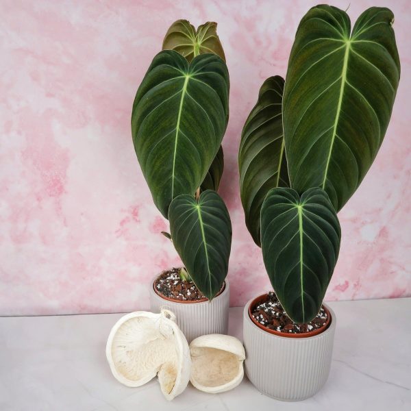 PHILODENDRON MELANOCHRYSUM Zu verkaufen – Bild 3
